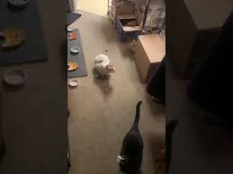 Spring steel wire and rolled cardboard create an irresistible lure for cats and great fun for cat lovers. Cat Dancer Toy Action 2018 Youtube