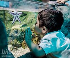Madame Tussauds Sea Life Cluster Ticket Tickets