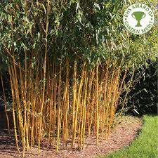 The golden bamboo is a popular variety, and our limited supplies will not last! Phyllostachys Aureosulcata Spectabilis Buy Yellow Bamboo Plants