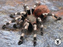 Nhandu chromatus is a gorgeous species of terrestrial tarantula and in this video we take a closer look. Nhandu Chromatus White Striped Bird Eater 1 2cm 4 00