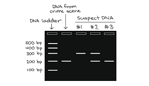 polymerase chain reaction pcr article khan academy