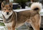 Shikoku Inu: The Dog of Shikoku – Come To Kagawa