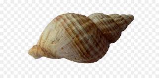 Si cattura soprattutto durante i cambi di marea. Conchiglia Del Mollusco Mollusco Guscio Dei Crostacei Conchiglia Png Scaricare Png Disegno Png Trasparente Animaleprodotto Png Scaricare