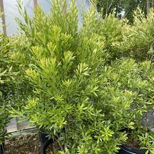 Image result for Myrica salicifolia