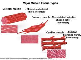 Lecture 2 Muscle Tissue Flashcards Quizlet
