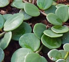 These plants generally have a small root system making them ideal for dish gardens and other indoor pots. Trailing Jade Peperomia Rotundifolia