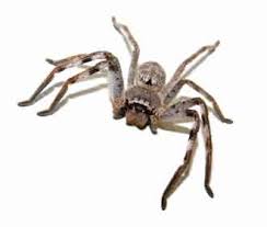 These spiders are common but are very secretive and rarely seen. Common Australian Spiders Rentokil Pest Control