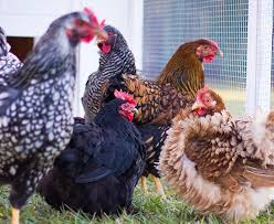 Having a few backyard chickens clucking around the garden is all the rage. A Complete Beginner S Guide To Keeping Chickens