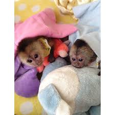 Instagram Photo By Janesse Sanchez Janesse Sanchez Statigram Pet Monkey Baby Animals Cute Animals