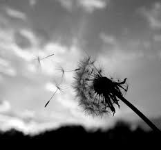 And white river dandelion blossom white negro black person white person dandelions black peak flush tweed flowers bloom total darkness hd. Dandelion Black White Flower Picture And Photo Imagesize 106 Kilobyte