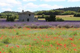 La Route De La Lavande En Provence Paysage De Provence Paysage Photos Paysage