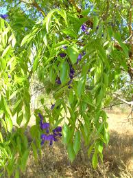 Image result for Bolusanthus speciosus