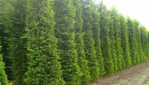 Çiçek bakımları ve çiçek özellikleri. Bursa Nin Yaz Kis Yesil Kalan Agaci Bursatv