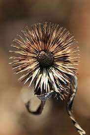 Echinacea Coneflower Echinacea Seed Pods Dry Leaf