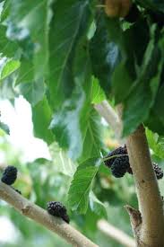 Murier Platane Comment Le Planter Le Tailler Et L Entretenir Debroussaillez