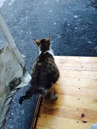 Hamile Kedi Kedi