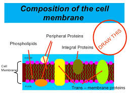 Check spelling or type a new query. 2 4 Cell Membrane And Transport