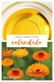 What Is Calendula Benefits Uses Calendula Benefits Calendula Calendula Tea