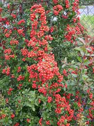 Image result for Pyracantha coccinea red column