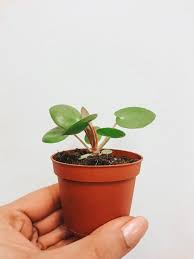 Check spelling or type a new query. Pilea Peperomioides How To Care For Propagate Your Pilea Styled By My Pileapeperomioides Pilea Pilea Peperomioides Chinese Money Plant Trendy Plants