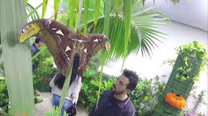A montegrotto terme(pd) vi è un luogo davvero speciale dove le farfalle vivono libere in bellissimi giardini esotici. La Casa Delle Farfalle Roma Youtube