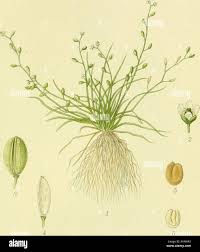 Image result for Subularia