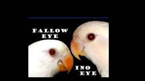 Perbedaan Mata Lovebird Ino Vs Fallow 2019 Terupdete Youtube