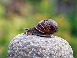 Garden Snail Snail Snails In Garden Pet Snails