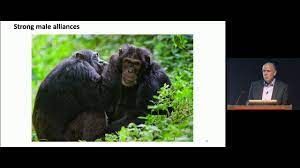 Page reserved for manufacturers and distributors of products for pest control. Self Domestication In Bonobos And Other Wild Animals Peabody Museum