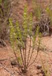 Image result for Anthospermum rigidum