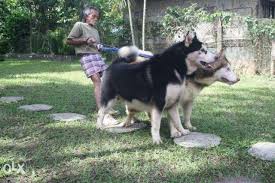 Giant alaskan malamute puppies price. Giant Alaskan Malamute Dog Breed Information And Photos Malamute Dog Giant Alaskan Malamute Alaskan Malamute
