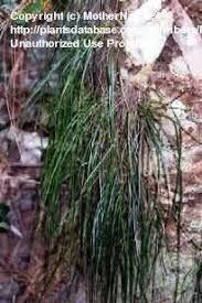 Image result for Vittaria