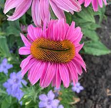 Birthday bouquets, romantic roses, get well posies, just because What S In Bloom In July Toronto Botanical Garden