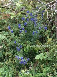 Aconitum Napellus Aconite Monkshood Seeds Plants Dried Herbs