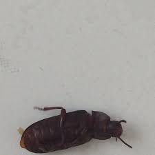 In den 142 wohnungen auf zwei stockwerken leben heutzutage rund 150 menschen mit sehr geringem einkommen. Was Ist Das Fur Ein Insekt In Wohnung Insekten