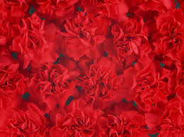 Use them in commercial designs under lifetime, perpetual & worldwide rights. Red Flowers Background Wallpaper 1600x1200 83354