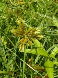 Image result for Polystachya cribbiana