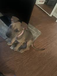 Check it this cute video of rescue dane chloe playing with a lab puppy. Great Dane Puppies For Sale Orlando Fl 330517