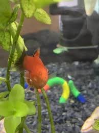 My Platy Is Staying At The Bottom Of The Tank. His Tail Looks A Little Off  To Me. Does Anybody Have Any Suggestions? Water Parameters Are Normal :  R/Aquariums
