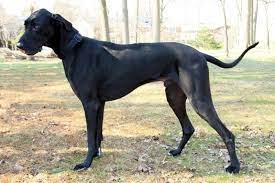 Adopt Thunder On Petfinder Great Dane Rescue Great Dane Dogs Great Dane