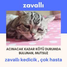 Zavalli Kedicik