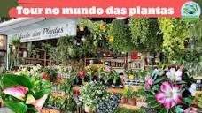 mundo das plantas no mercado municipal - loja linda e bom preço ...