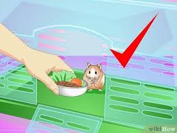 3 Ways To Make Your Hamster Live Longer Wikihow Hamsterlive6 streams live on twitch! 3 ways to make your hamster live longer