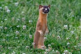 We did not find results for: Cute Cunning Long Tailed Weasels Thrive In Sonoma County