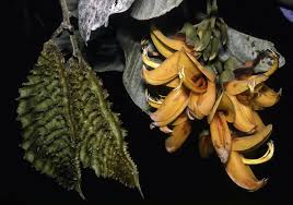 Image result for Mucuna glabrialata