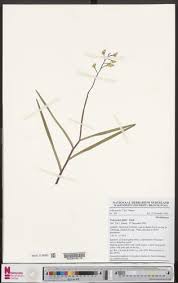 Image result for Polystachya bifida