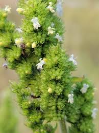 Image result for Mesosphaerum pectinatum