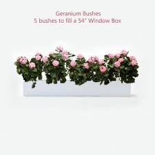 Window boxes and planters provide a creative, easy solution to improve the curb appeal of your home or business. Window Boxes With Fake Flowers Or Artificial Plants Many