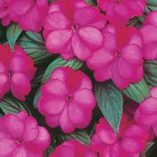 Image result for Impatiens irvingii