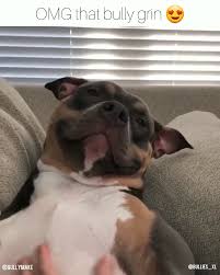 7 Memes Faces Videos Happy Cute Funny Animals Cute Animals Baby Animals